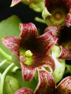 Brachychiton populneus, flower