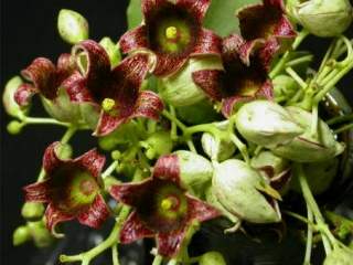Brachychiton populneus, flowers and buds