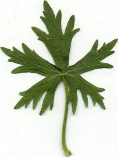 Callirhoe involucrata, leaf