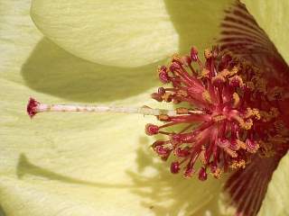 Cienfuegosia affinis, stamens and style