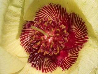 Cienfuegosia affinis, eye of flower