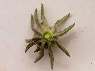 Cienfuegosia affinis, reverse of epicalyx (epicalyx removed)
