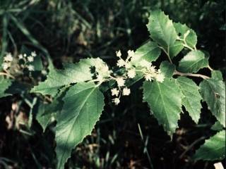 Commersonia fraseri, flowering shoot