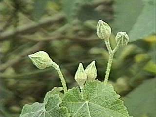 Corynabutilon x suntense 'Jermyns', flower buds