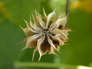 Corynabutilon, seed pod