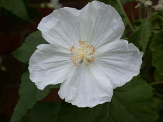 Corynabutilon x suntense 'White Charm', flower