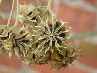 Corynabutilon x suntense 'White Charm', seed pods