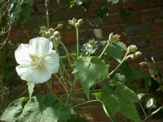 Corynabutilon x suntense 'White Charm', flower and buds