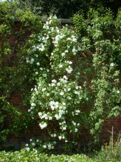 Corynabutilon x suntense 'White Charm', in flower