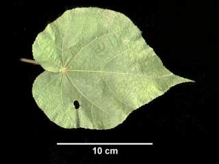 Domebeya species.leaf (upper side)