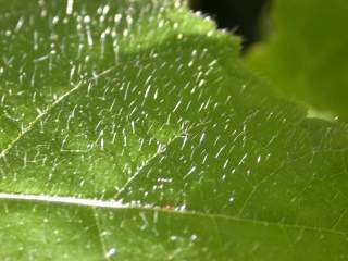 Dombeya x cayeuxii, detail of leaf