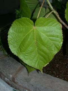 Dombeya x cayeuxii, leaf