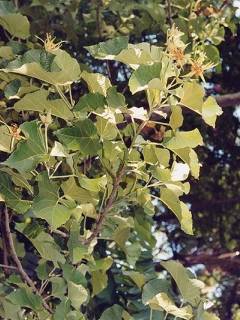 Eriolaena species, foliage