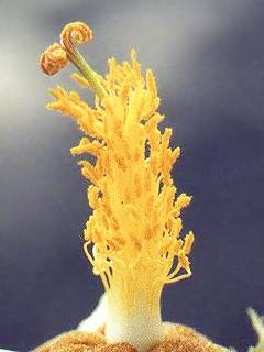 Eriolaena species, style and stamens