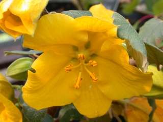 flower of Fremontodendron californicum