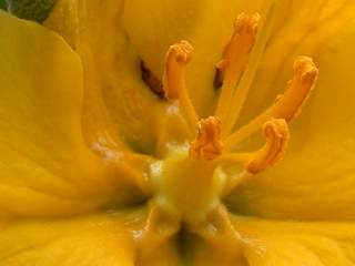 Fremontodendron 'California Glory', detail of flower
