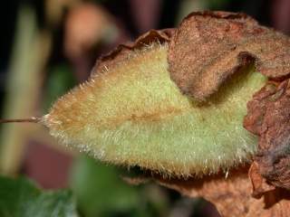 Fremontodendron 'California Glory', seed pod