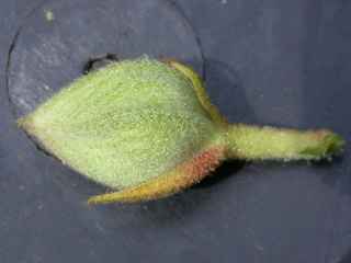 Fremontodendron 'California Glory', flower bud
