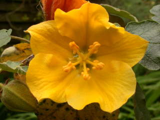 Fremontodendron 'California Glory', flower