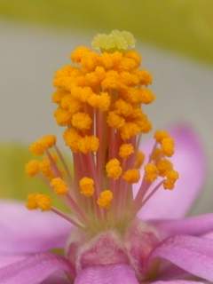 Grewia occidentalis, detail of flower