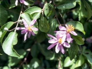 Grewia occidentalis, flowers