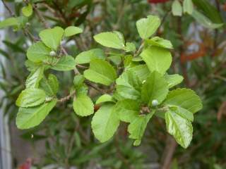 Grewia occidentalis, foliage