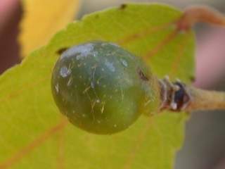 Grewia occidentalis,berry