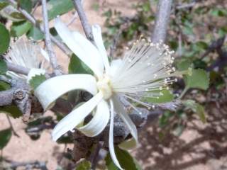 Grewia tenax, flower