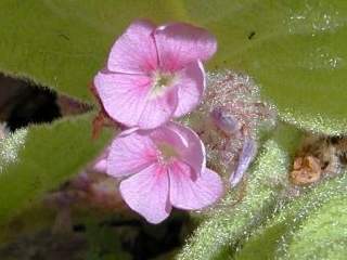 Helicteres darwinensis, flowers