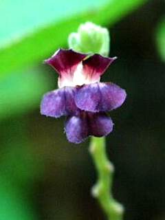 Helicteres hirsuta, flower