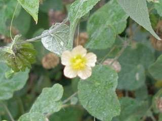 Herissantia crispa, flower