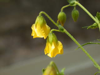 Hermannia pulchella, flowers