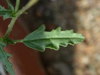 Hermannia erodioides, leaf