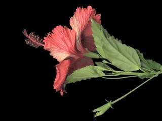 Hibiscus rosa-sinensis 'Archerii', flower