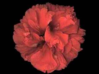 Hibiscus rosa-sinensis 'Carnation', flower
