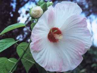 Hibiscus 'Disco Belle', flower, white