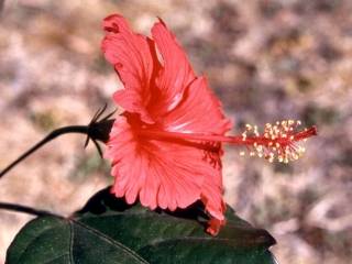 Hibiscus 'Andersoniii', flower