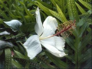 Hibiscus arnottianus, flower
