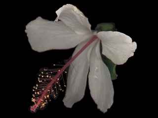 Hibiscus arnottianus, flower