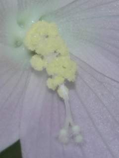 Hibiscus caerulescens, stamens and style