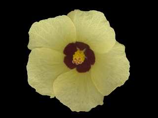 Hibiscus calyphyllus, flower