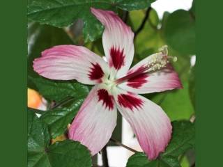 Hibiscus cameronii, flower