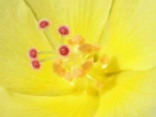 Hibiscus coulteri, eye of flower