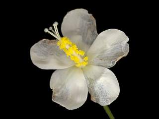 Hibiscus hirtus, flower