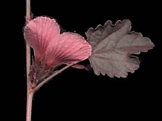Hibiscus acetosella, flower
