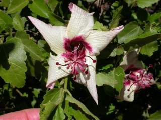 Hibiscus insularis, flowers