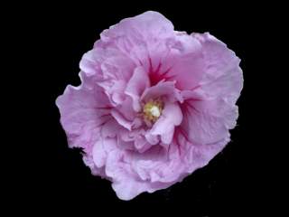 Hibiscus syriacus 'Lavender Chiffon', flower