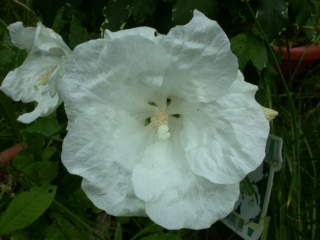 Hibiscus syriacus 'William R. Smith', flower