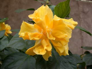 Hibiscus rosa-sinensis, flower (double with pistillodes)