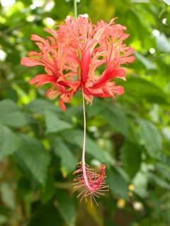 Hibiscus schizopetalus, flower